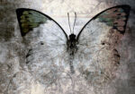 Πινακας σε καμβά ABSTRACT BUTTERFLY