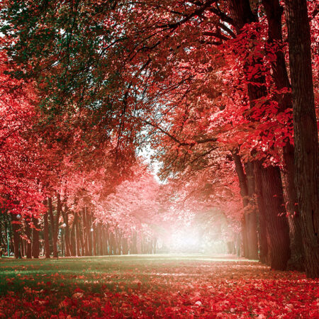 Πινακας σε καμβά AUTUMN MYSTERY ROMANTIC ALLEY - Δασος Sticky 5