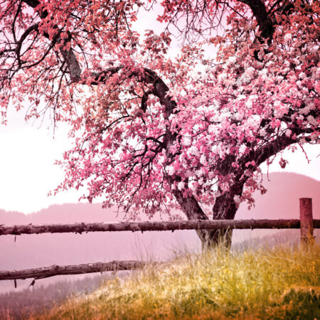 Πινακας σε καμβά BLOSSOM TREE - Ανθη Δεντρων Sticky 5