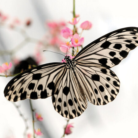 Πινακας σε καμβά BUTTERFLY - Πεταλουδες Sticky 4