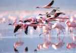 Πινακας σε καμβά FLAMINGOS