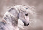 Πινακας σε καμβά GREY HORSE DIGITAL PAINT
