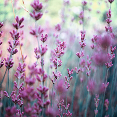 Πινακας σε καμβά LAVENDER - Floral - Λουλουδια Sticky 6