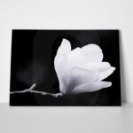Πινακας σε καμβά MAGNOLIA