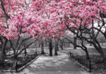 Πινακας σε καμβά PINK BLOSSOM PARK