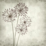 Πίνακας σε καμβά TEXTURED OLD PAPER BACKGROUND ALLIUM
