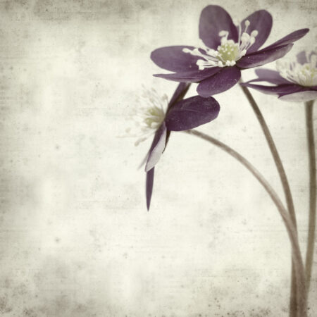 Πίνακας σε καμβά TEXTURED OLD PAPER BACKGROUND ANEMONE HEPATICA - Ανεμωνες Sticky 5