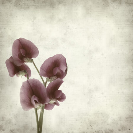 Πίνακας σε καμβά TEXTURED OLD PAPER BACKGROUND LATHYRUS TINGITANUS - Floral - Λουλουδια Sticky 5