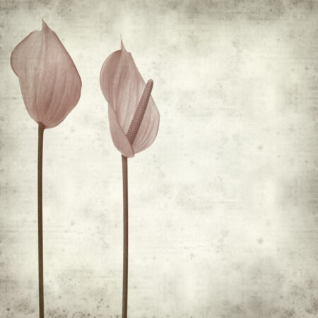 Πίνακας σε καμβά TEXTURED OLD PAPER BACKGROUND PINK ANTHURIUM - Floral - Λουλουδια Sticky 5