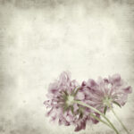 Πίνακας σε καμβά TEXTURED OLD PAPER BACKGROUND SCABIOSA FLOWER