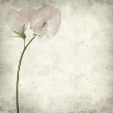 Πίνακας σε καμβά TEXTURED OLD PAPER BACKGROUND SWEET PEA - Floral - Λουλουδια Sticky 4