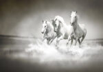 Πινακας σε καμβά WILD HORSES