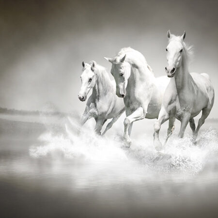 OUTLET Πίνακας σε καμβά WILD HORSES 120cm x 80cm - OUTLET Sticky 5