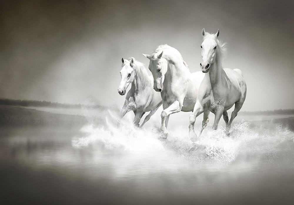 OUTLET Πίνακας σε καμβά WILD HORSES 120cm x 80cm
