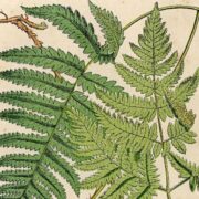 botanical-pinakes-category