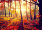 Πινακας σε καμβά BEAUTIFUL AUTUMN PARK 2
