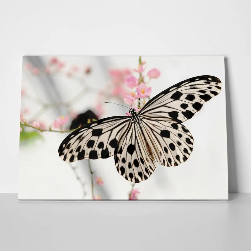 Πινακας σε καμβά BUTTERFLY
