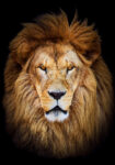 Πινακας σε καμβά LION PORTRAIT