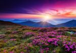 Πινακας σε καμβά MOUNTAIN FLOWERS