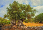 Πινακας σε καμβά OLIVE DRAWING 1