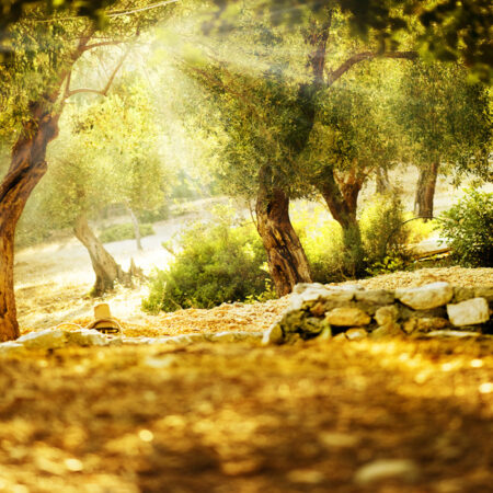 Πινακας σε καμβά OLIVE TREES 2 - Υπαιθρος Sticky 5