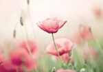 Πινακας σε καμβά POPPY