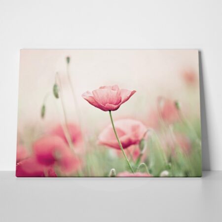Πινακας σε καμβά POPPY