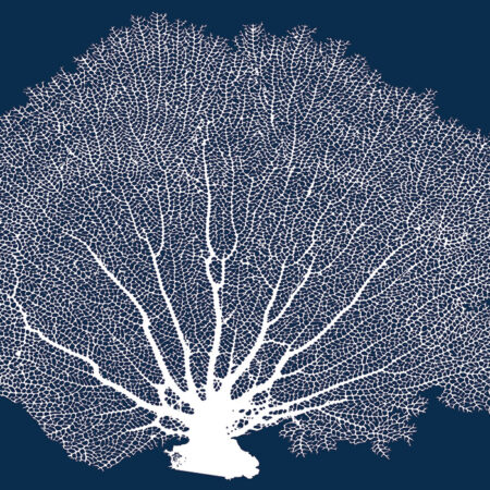 Πινακας σε καμβά SEA FAN - Κοχυλια Sticky 5