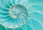 Πινακας σε καμβά SEA SHELL