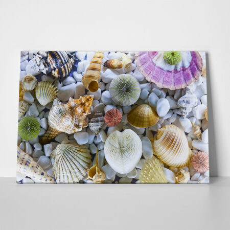 Πινακας σε καμβά SEASHELL COLLECTION - Κοχυλια