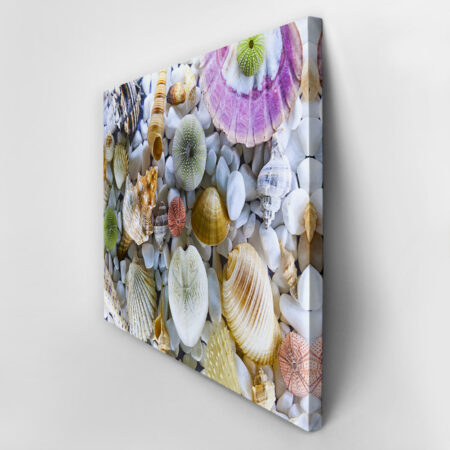 Πινακας σε καμβά SEASHELL COLLECTION - Κοχυλια Sticky 2
