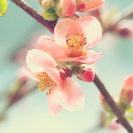 Πινακας σε καμβά SPRING BLOSSOM - Ανθη Δεντρων Sticky 5