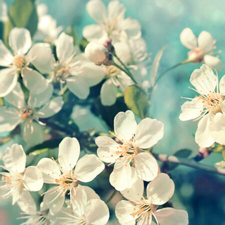 Πινακας σε καμβά SPRING FLOWERS - Ανθη Δεντρων Sticky 5