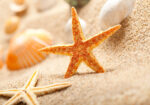 Πινακας σε καμβά STARFISH 1
