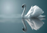 Πινακας σε καμβά SWAN