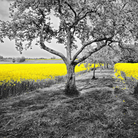 Πινακας σε καμβά YELLOW OILSEED - Υπαιθρος Sticky 4