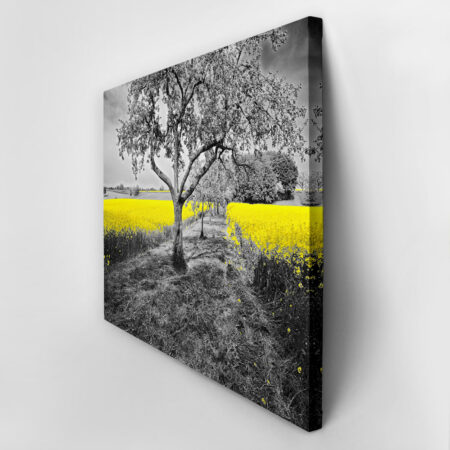 Πινακας σε καμβά YELLOW OILSEED - Υπαιθρος Sticky 2