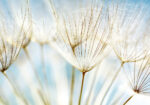 Πινακας σε καμβά DANDELION