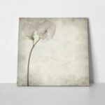 Πίνακας σε καμβά TEXTURED OLD PAPER BACKGROUND SWEET PEA