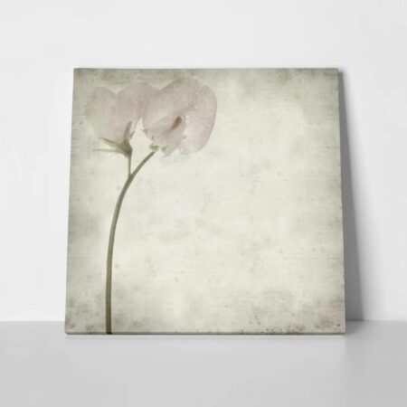 Πίνακας σε καμβά TEXTURED OLD PAPER BACKGROUND SWEET PEA - Floral - Λουλουδια
