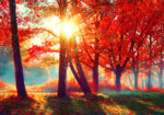 Πινακας σε καμβά AUTUMN FALL SCENE