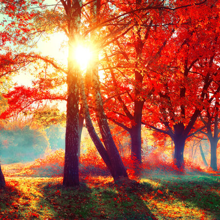 Πινακας σε καμβά AUTUMN FALL SCENE - Δασος Sticky 4