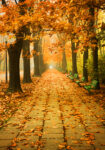 Πινακας σε καμβά AUTUMN SCENERY