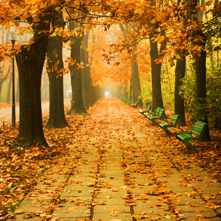 Πινακας σε καμβά AUTUMN SCENERY - Δασος Sticky 4