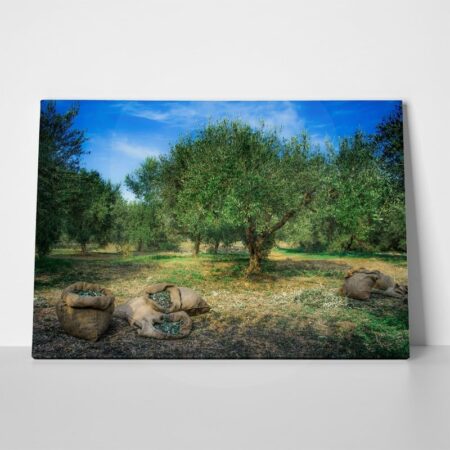 Πινακας σε καμβά HARVESTED OLIVES IN SACKS - Υπαιθρος