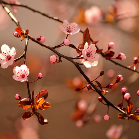 Πινακας σε καμβά JAPANESE CHERRY - Ανθη Δεντρων Sticky 4
