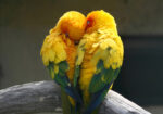 Πινακας σε καμβά LOVEBIRDS