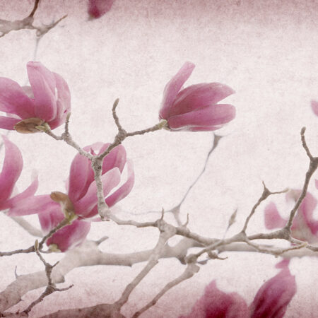 Πινακας σε καμβά MAGNOLIA FLOWERS ON OLD PAPER BACKGROUND - Μανολιες Sticky 4