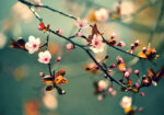 Πινακας σε καμβά SAKURA