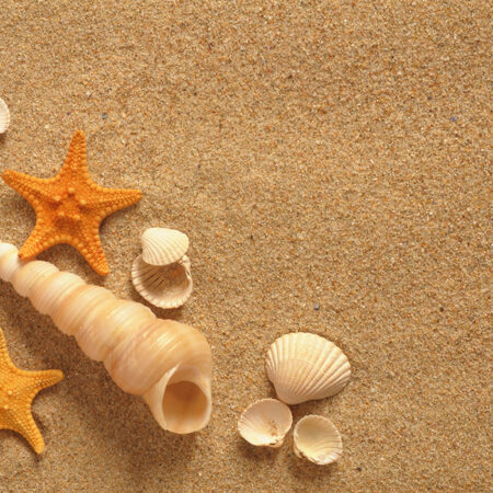 Πινακας σε καμβά SAND SHELLS - Κοχυλια Sticky 4